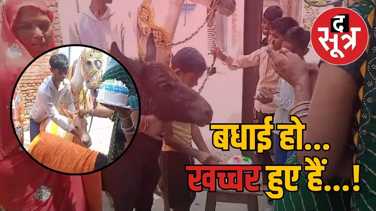 घोड़ी ने खच्चर को जन्म 