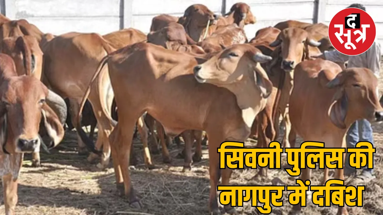 MP Seoni cow slaughter case Maharashtra connection