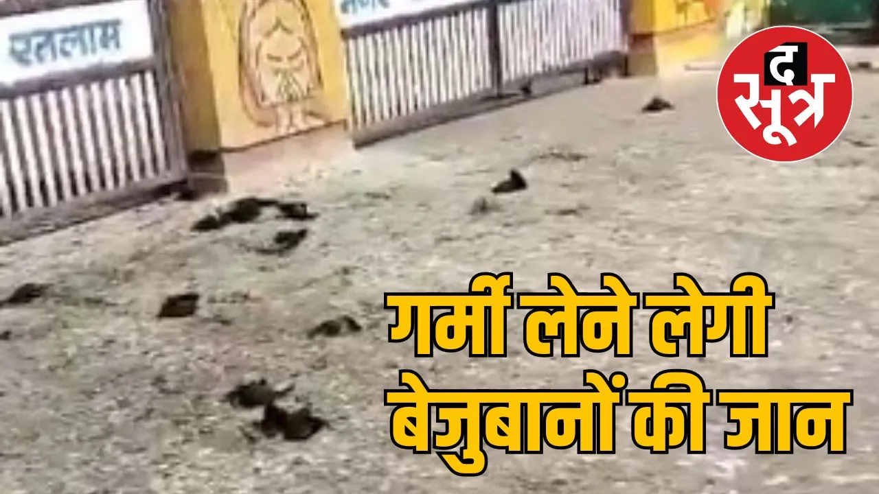 गर्मी का पक्षियों पर कहर