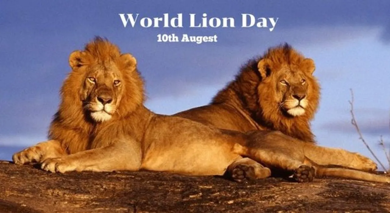 world lion day 10 aug