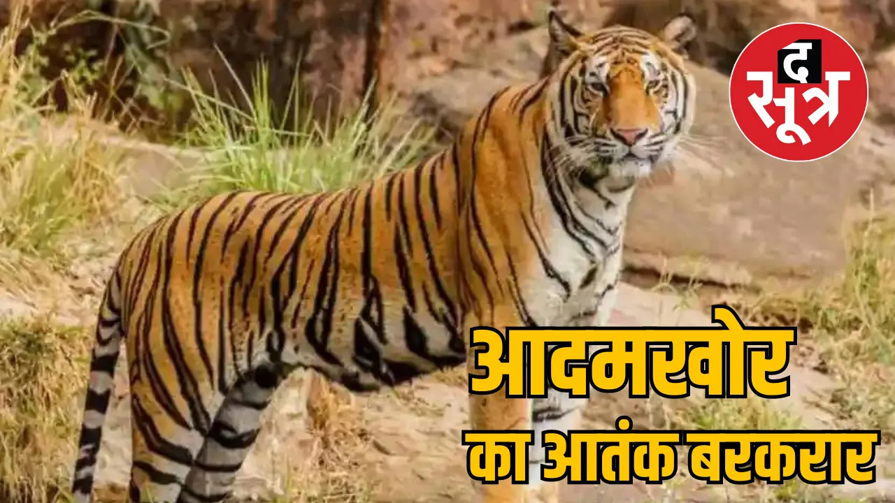 MP Raisen ManEater Tiger Bull Hunting Forest Department NEW