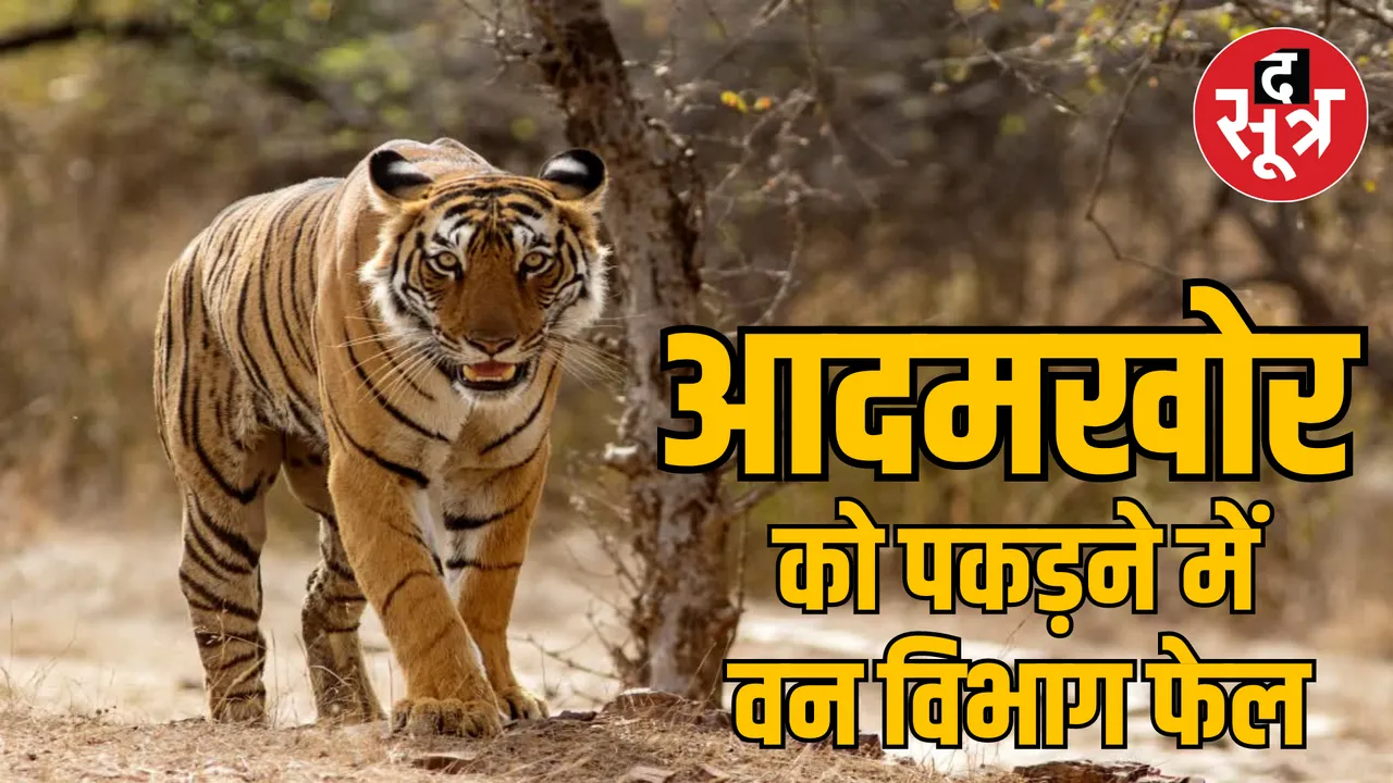 MP Raisen Forest Department continues search maneating tiger