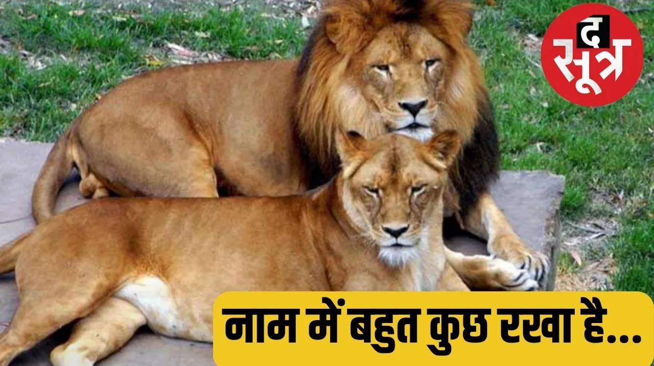 शेर का नाम अकबर और शेरनी का सीता,  कोर्ट ने बदलने को कहा, जानें क्यों