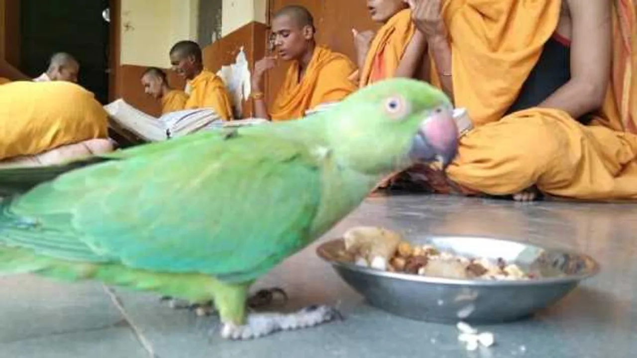 मंदसौर: पशुपतिनाथ मंदिर में वेदपाठ, श्लोक सुनता है तोता, बटुकों के साथ ही खाना खाता है 