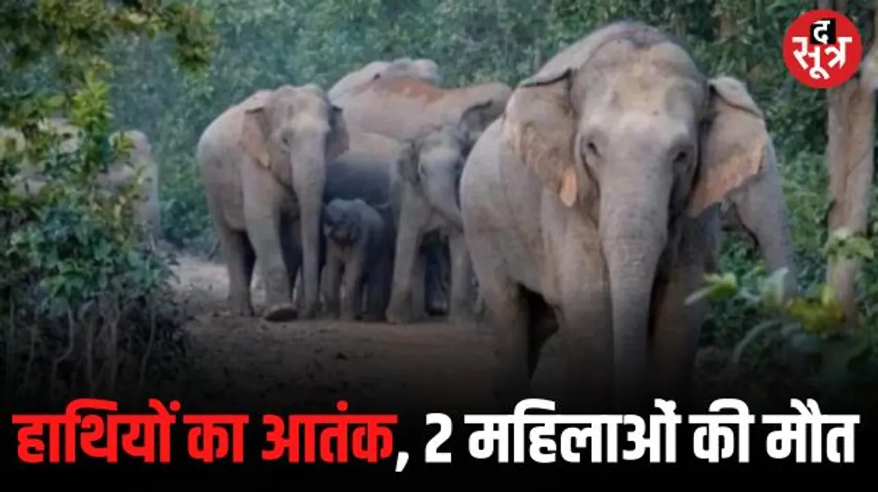कोरबा में हाथियों ने 2 महिलाओं को कुचलकर मार डाला, हमले में 2 लोग घायल, पुटू तोड़ने के लिए जंगल गया था परिवार