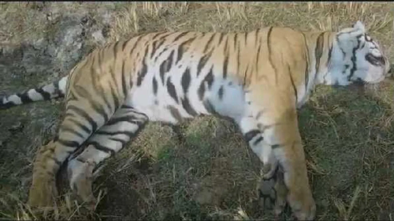 सड़क किनारे मिला मृत बाघ: शिकार या सामान्य मौत जांच के बाद होगा खुलासा
