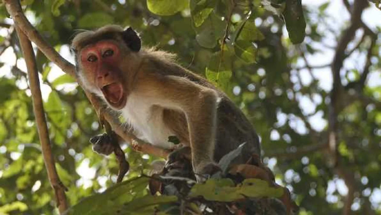 दमोह: जाम में फंसे शख्स के 1 लाख रुपए ले भागा बंदर, पेड़ पर चढ़ की नोटों की बारिश