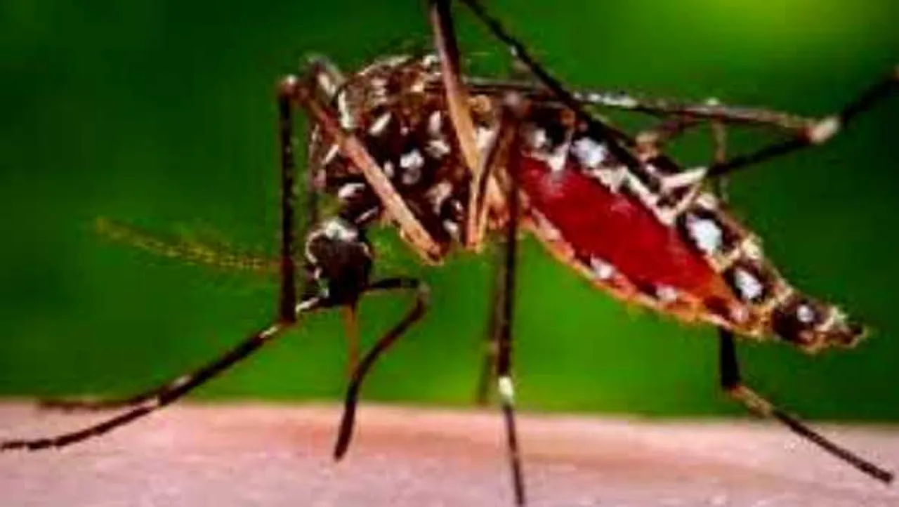 MP में डेंगू का कहर: प्रदेश में 10 हजार का आंकड़ा पार, मंदसौर के बाद ग्वालियर नया हॉटस्पॉट