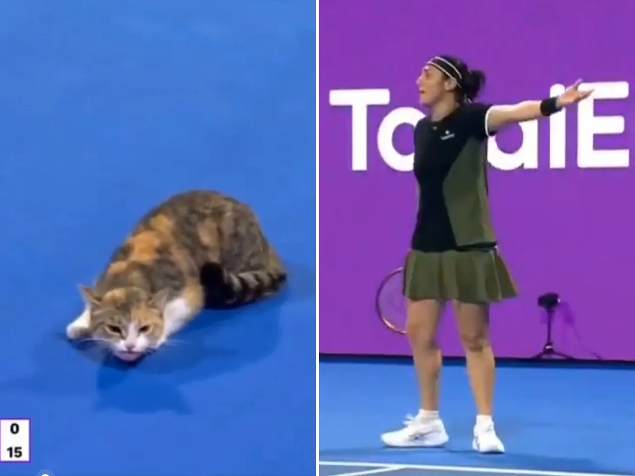 Kitten causes a stir again