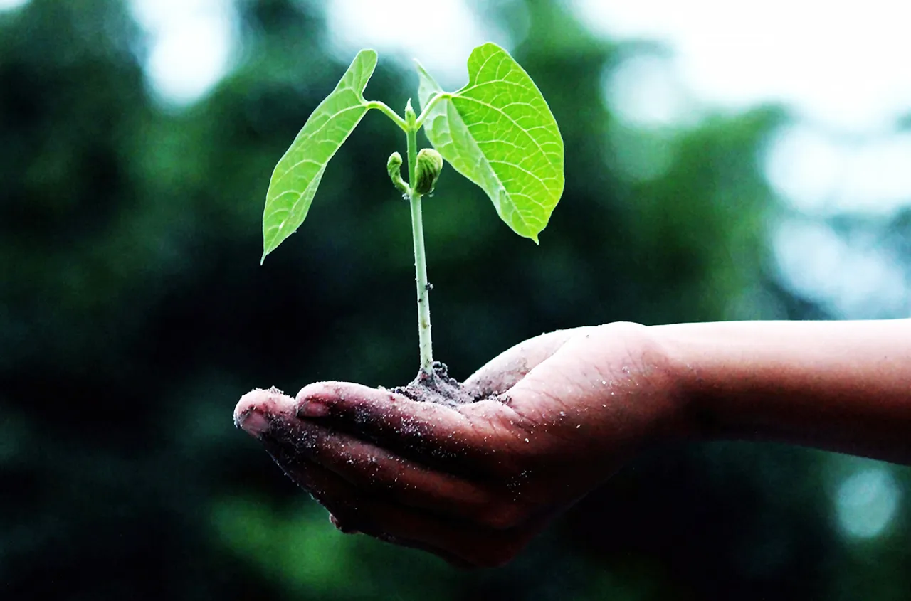 climate change leaf