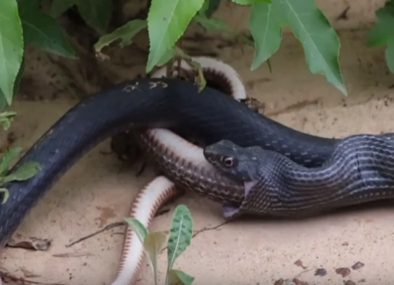 Man finds 45 snakes under his house