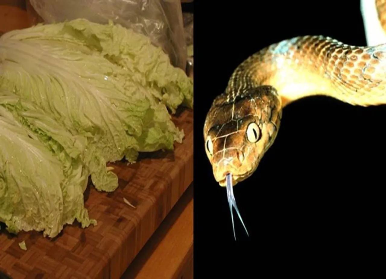 cabbage, Snake