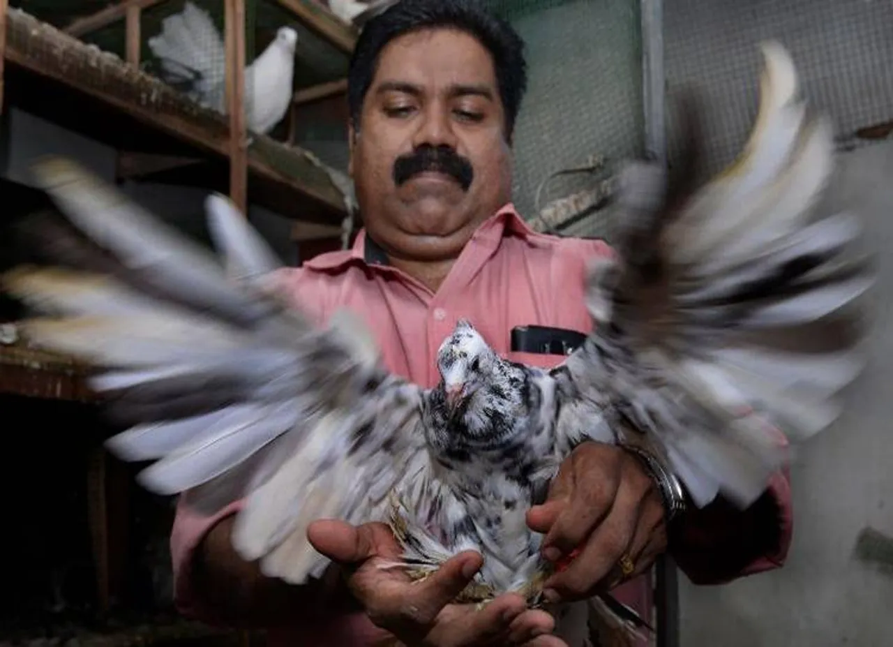 Binu Philip,pigeons , theft, kerala