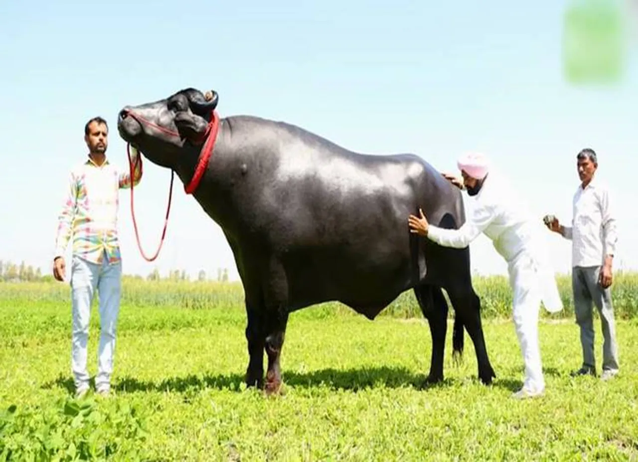 sultan-bull-alcohol, bull, Haryana, Bull drinks WHISKEY,