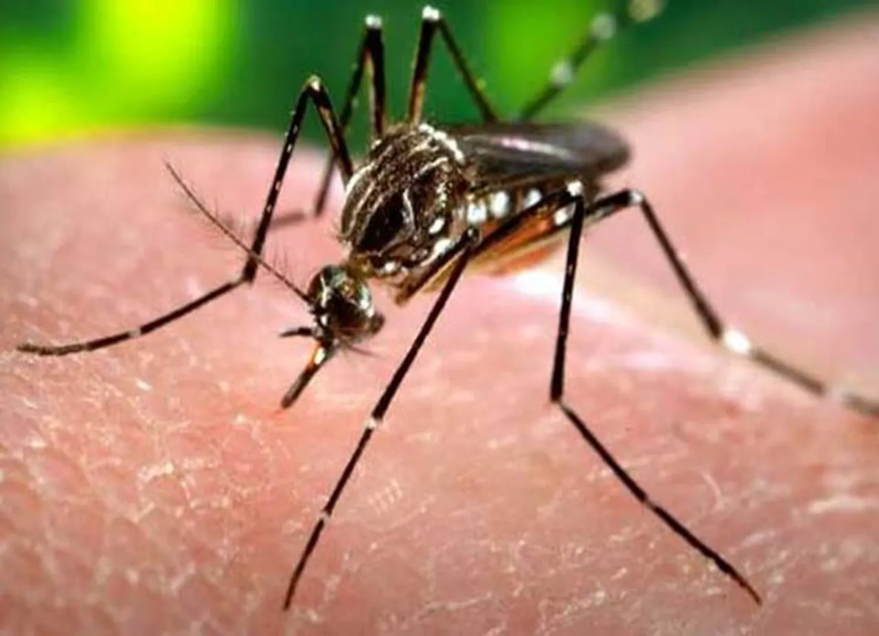 Dengue Fever, Minister C Vijayabaskar, Mystery fever,
