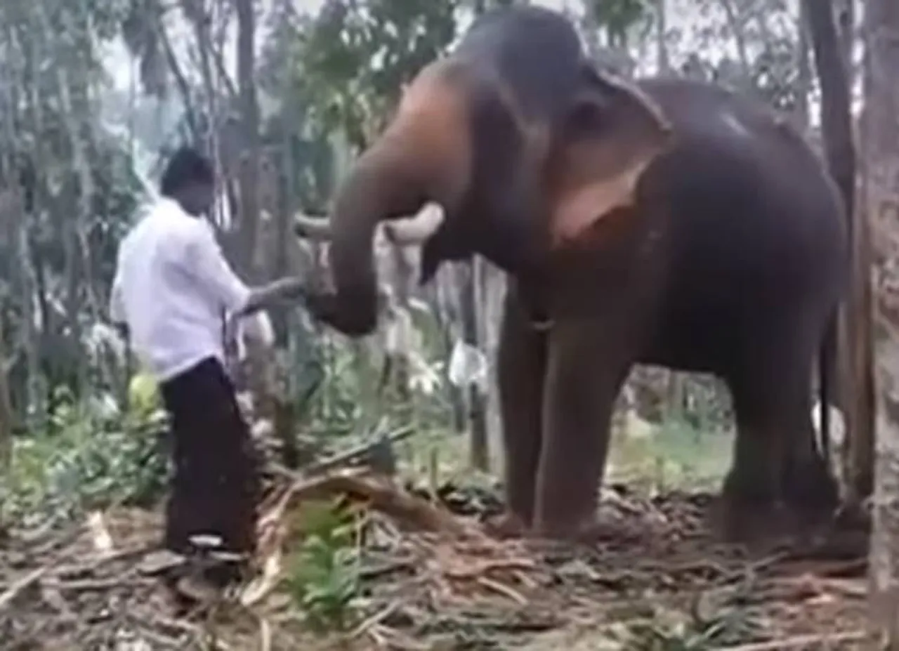 Baahubali, Elephant, Kerala man tries,