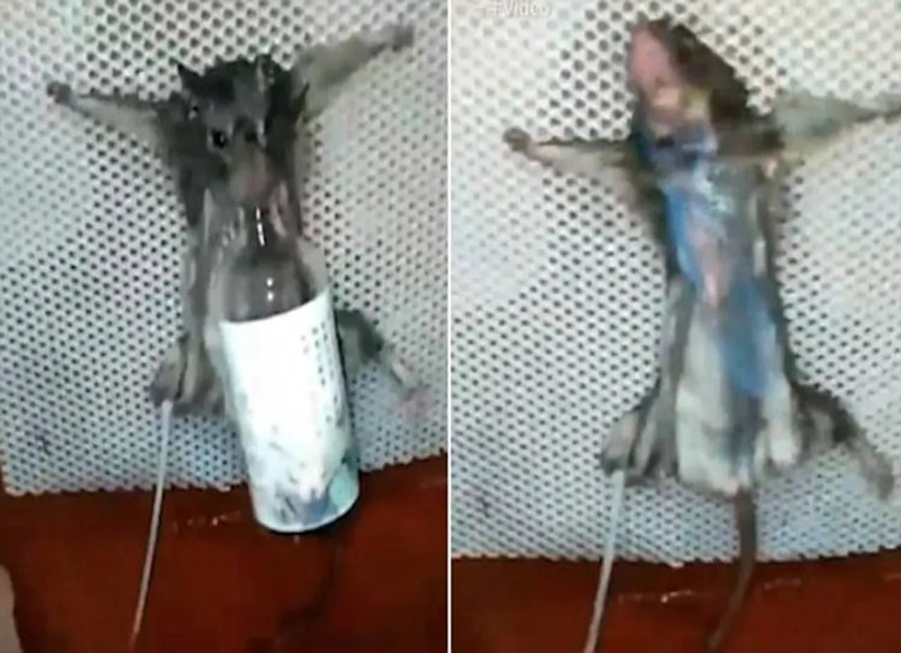 Angry man cruelly kills a bread-stealing rat by tying it up, feeding it with strong wine then burning it alive