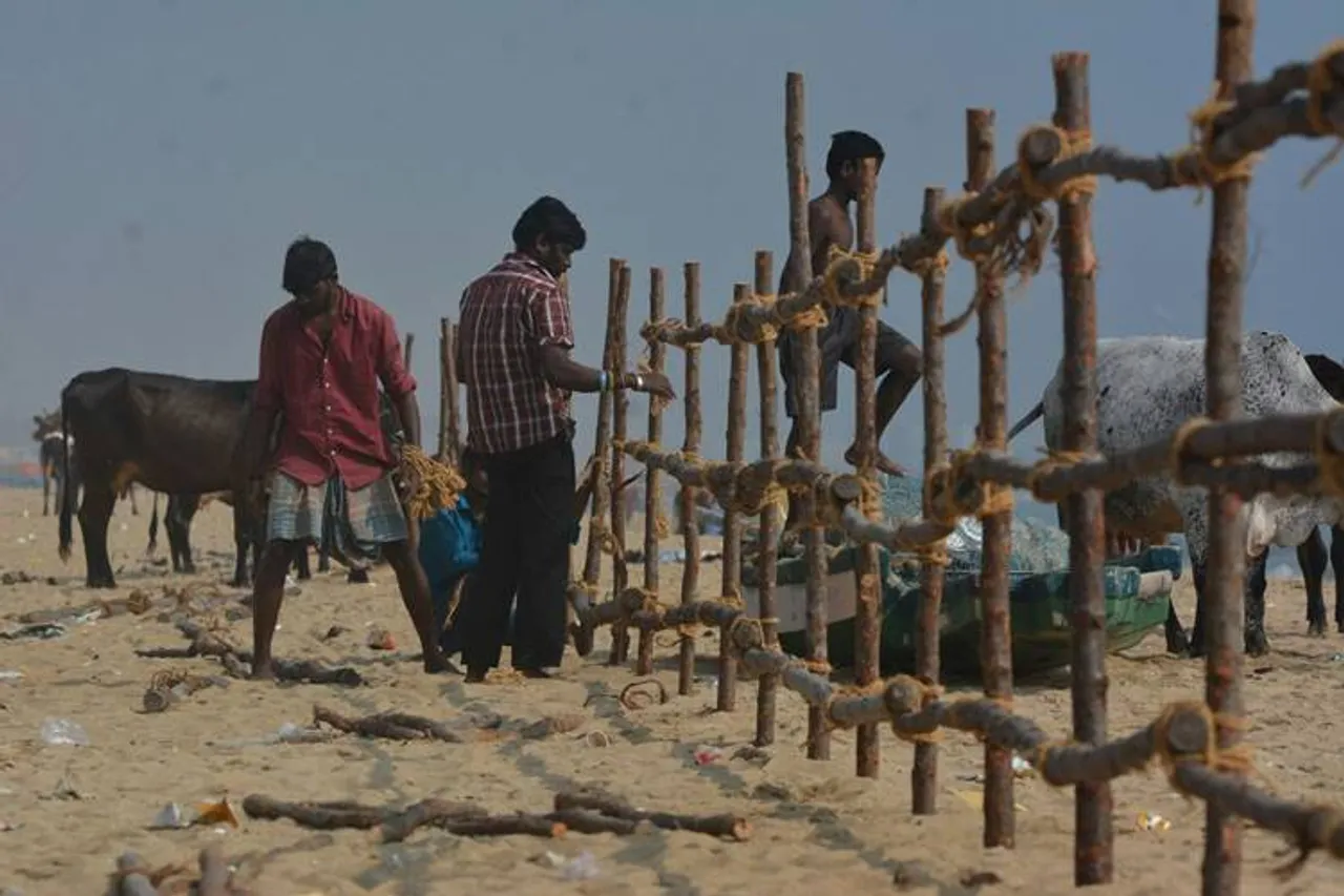 merina - kanum Pongal