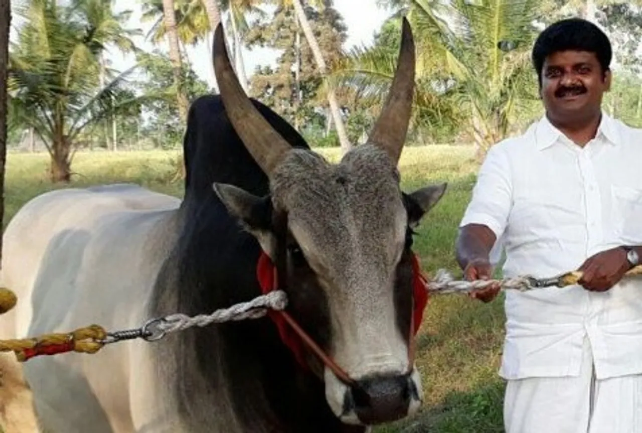 Minister C.Vijayabaskar, Jallikattu Kaalai Death