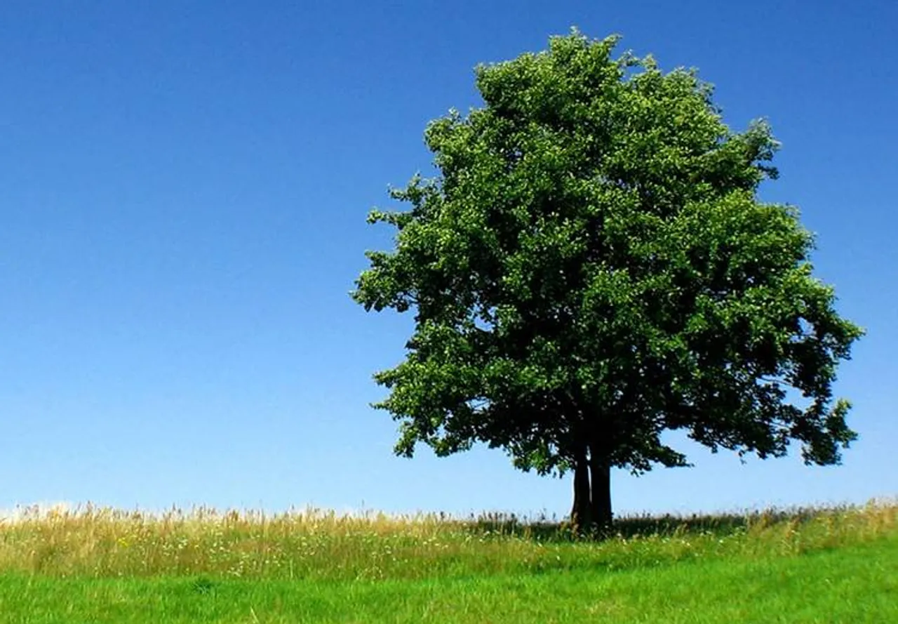 Global Warming, Natural Disaster, Growing Trees