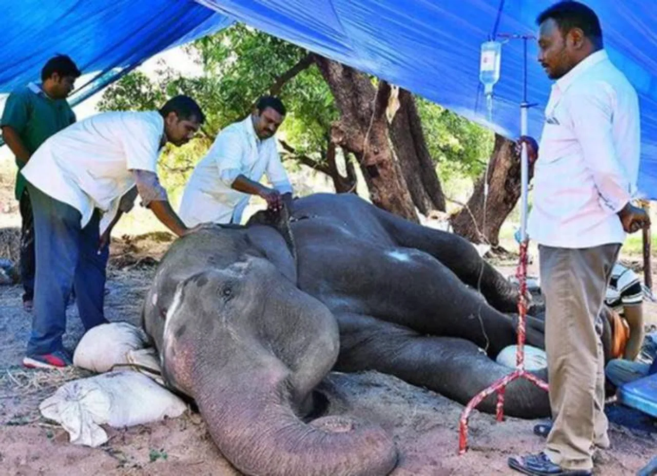 சேலம் சுகவனேஸ்வரர் கோவில் யானையை கருணை கொலை செய்ய ஐகோர்ட் அனுமதி!