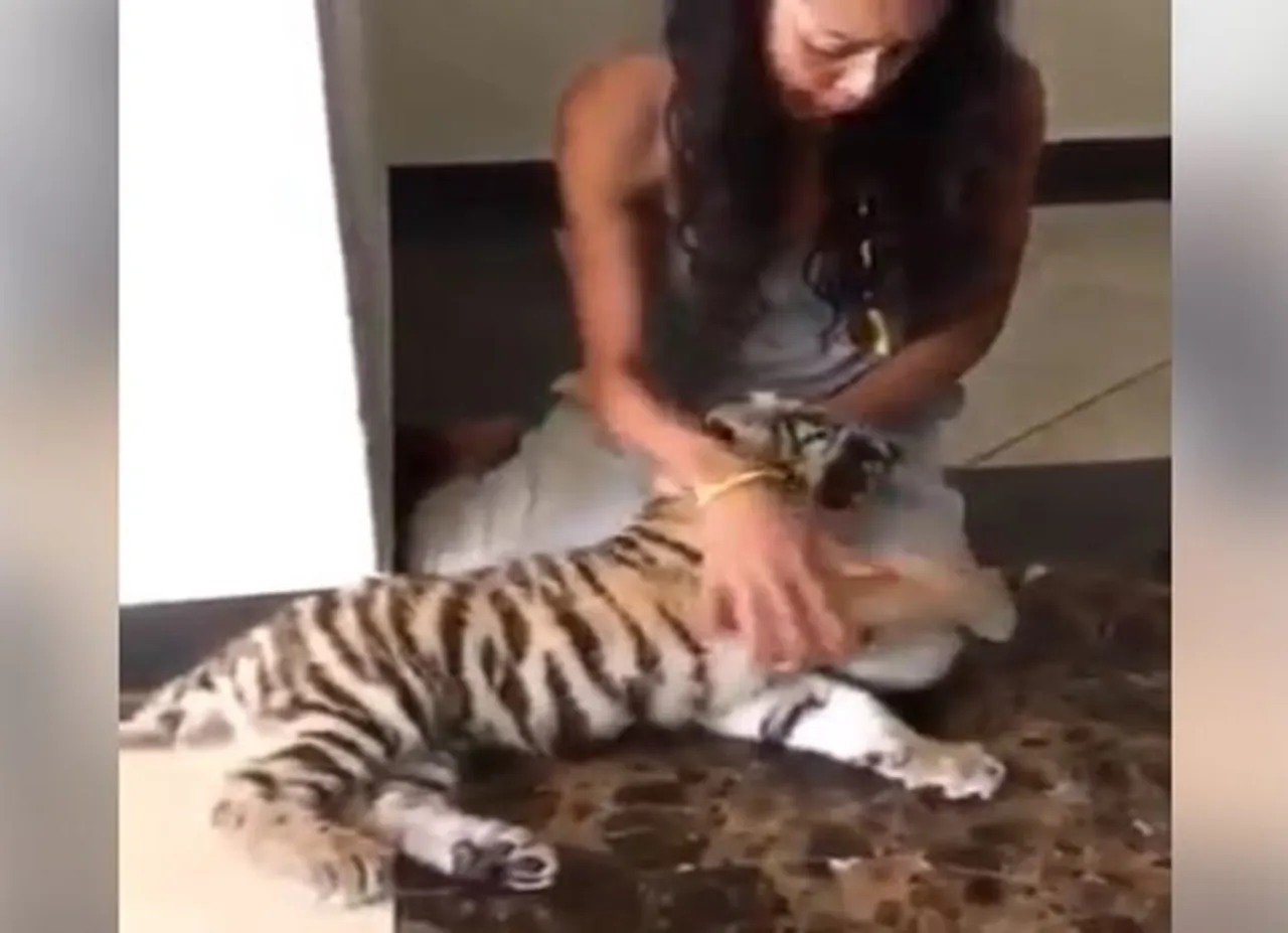 cat attack tiger viral video