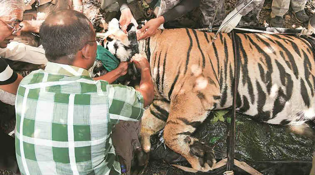 Tiger relocation to Odisha