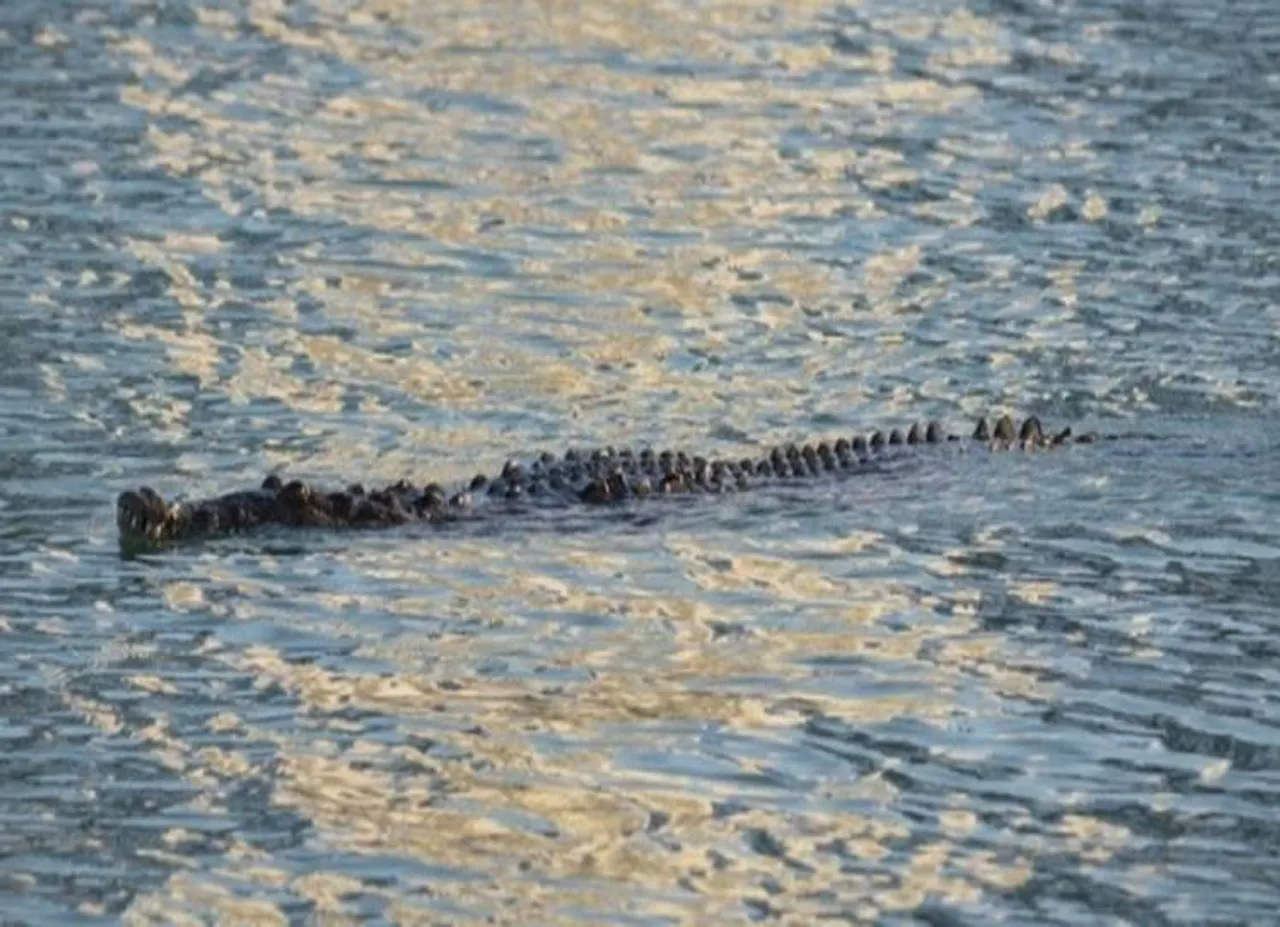 crocodiles in kollidam river