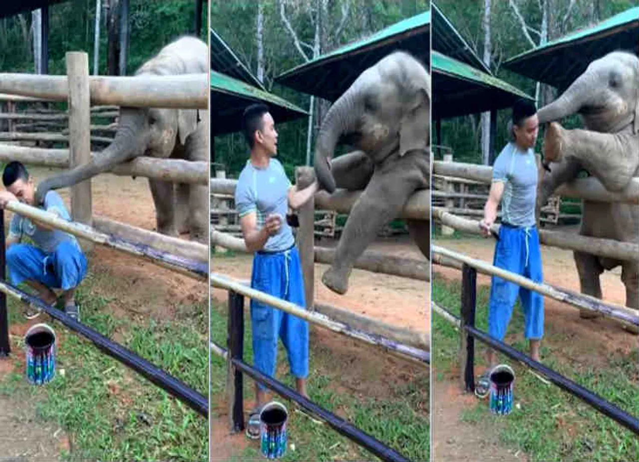 Viral Video - elephant calls man to play