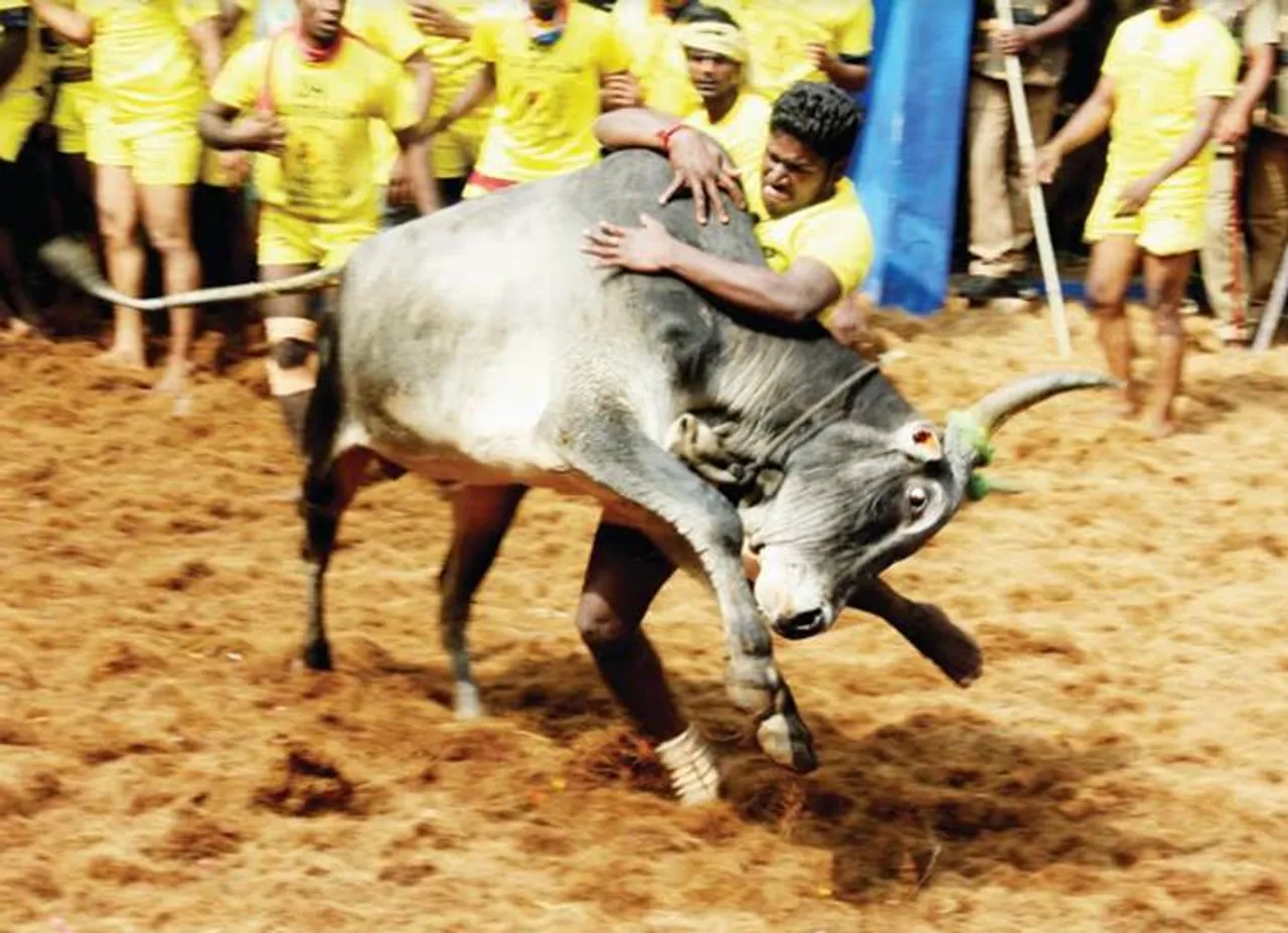 அடங்காத திமில்...! அசராத திமிர்...! பட்டையை கிளப்பிய ஜல்லிக்கட்டு! ஸ்பெஷல் புகைப்படங்கள்