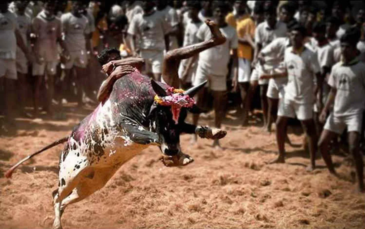 Thai Pongal, Pongal, Jallikattu, பொங்கல் 2019, ஜல்லிக்கட்டு