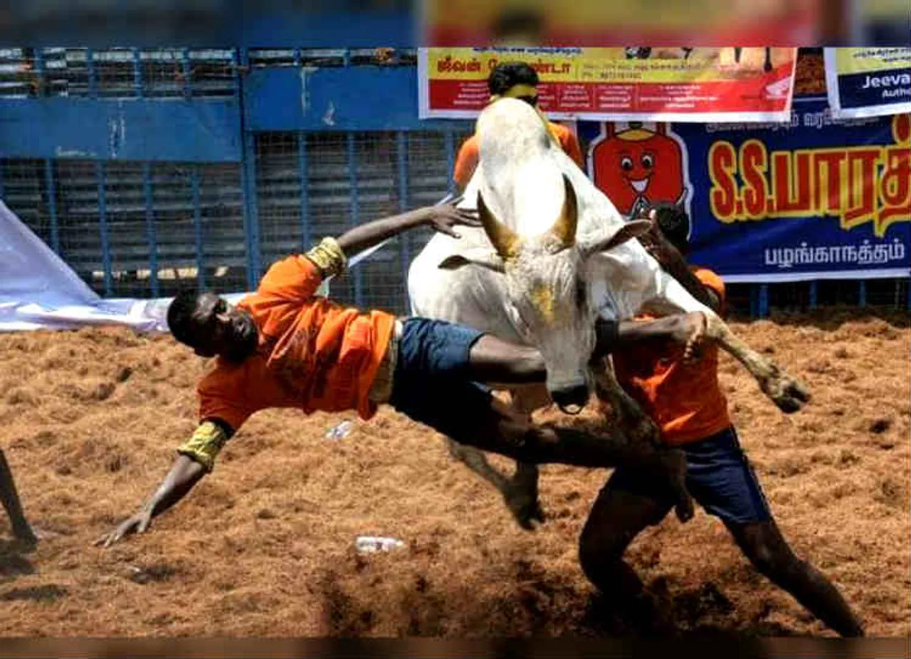 palamedu jallikattu, பாலமேடு ஜல்லிக்கட்டு