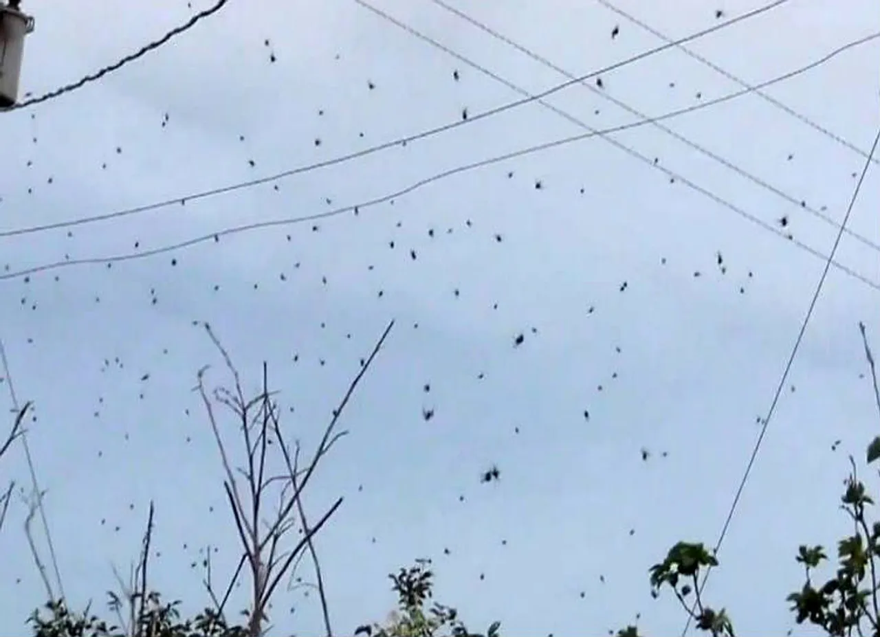 spider rain, சிலந்தி மழை