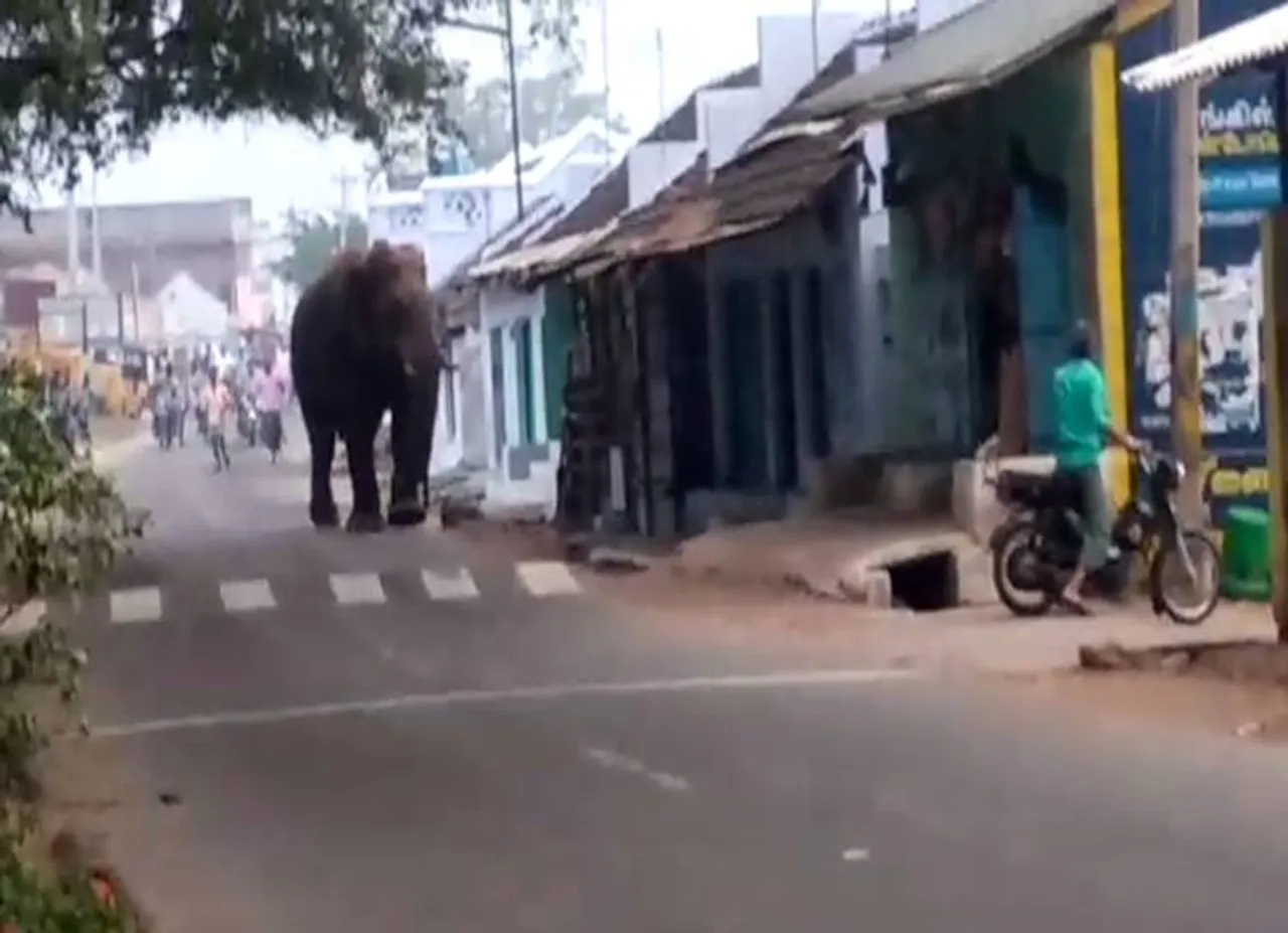 "இப்படியே விட்டால் சின்னத்தம்பி செத்துருவான்"! - விடாமல் பாசப் போராட்டம் நடத்தும் யானை