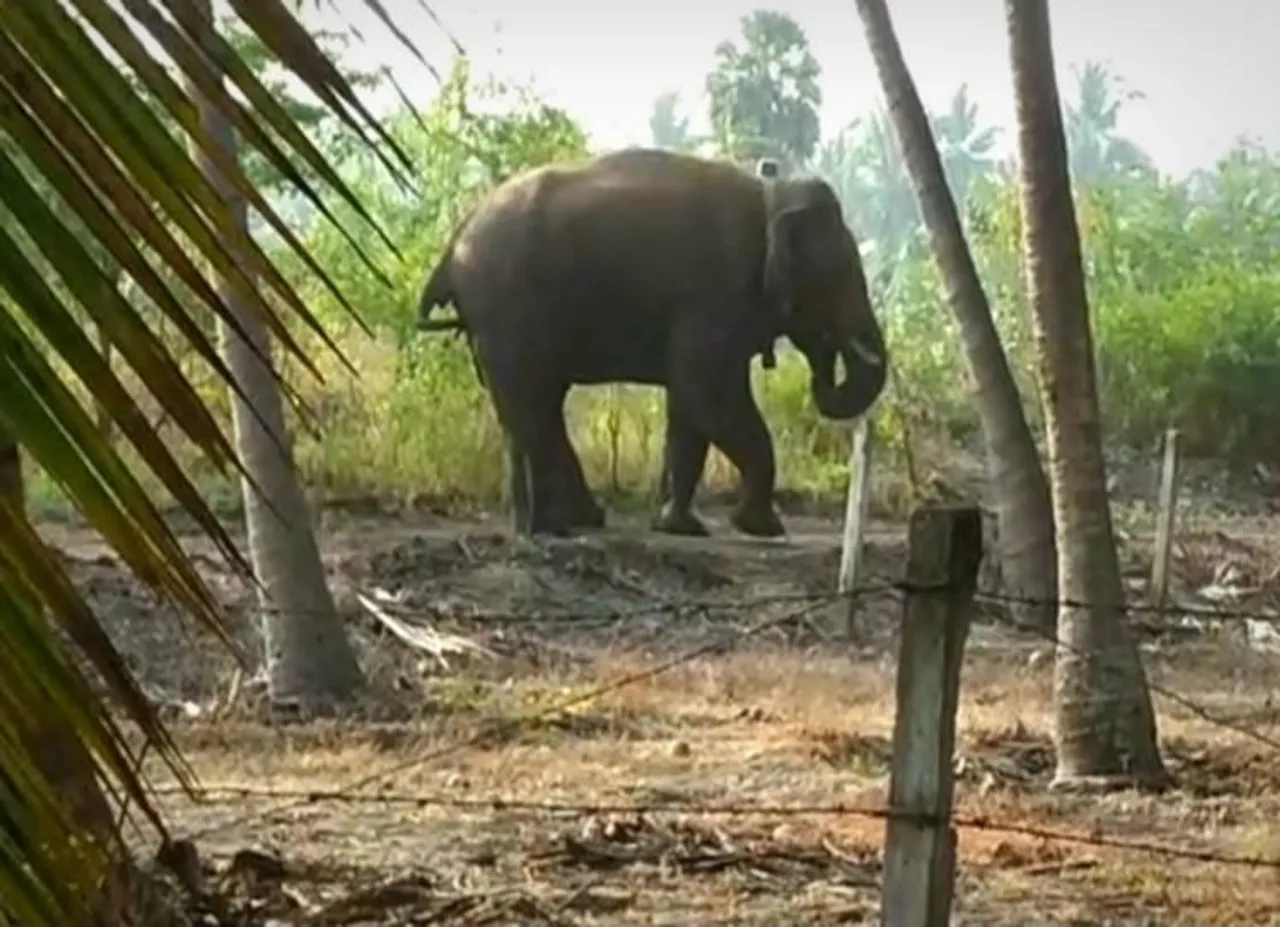 சின்னத்தம்பி யானை நடமாட்டம்: அறிக்கை தாக்கல் செய்ய வனத்துறைக்கு ஐகோர்ட் உத்தரவு