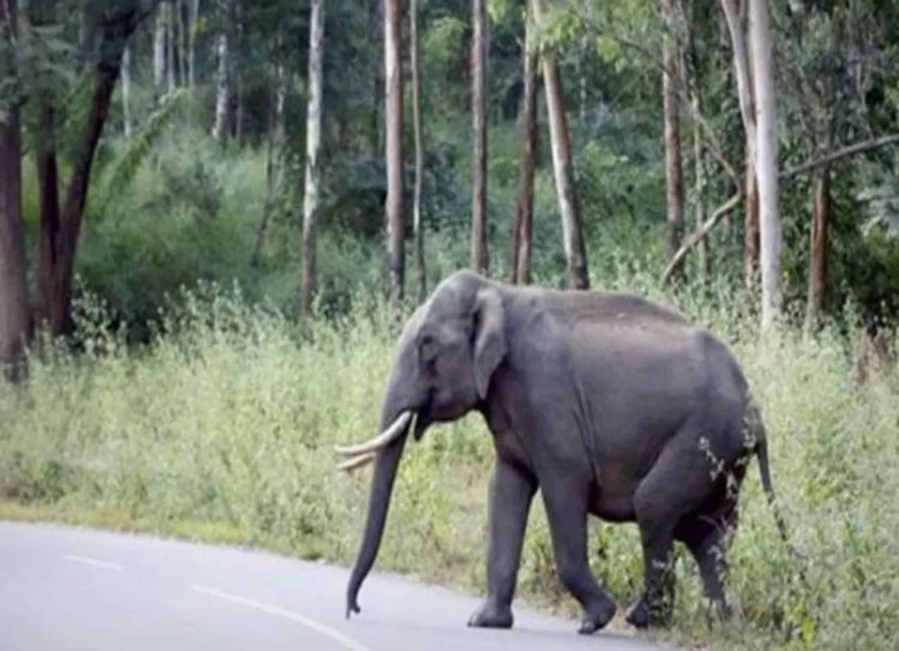 chinnathambi elephant madras high court - சின்னத்தம்பி யானை முகாமுக்கு செல்கிறதா? காட்டுக்கு செல்கிறதா? - நாளை ஆஜராகும் யானைகள் நிபுணர்