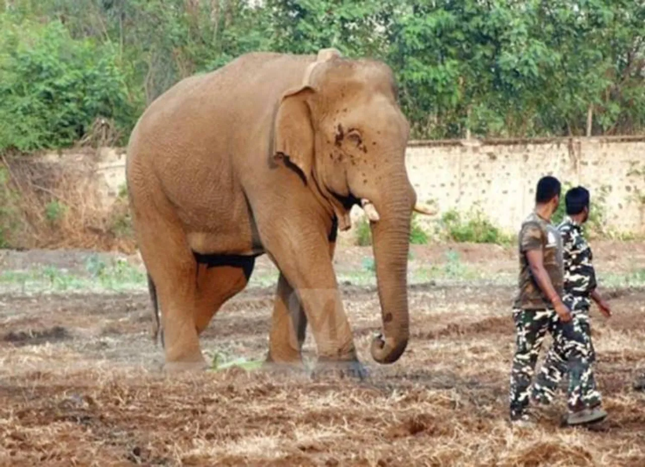 Chinnathambi Elephant caught forestry department - சின்னத்தம்பி யானை பிடிபட்டது! பலாப்பழம் கொண்டு சிக்க வைத்த வனத்துறை!