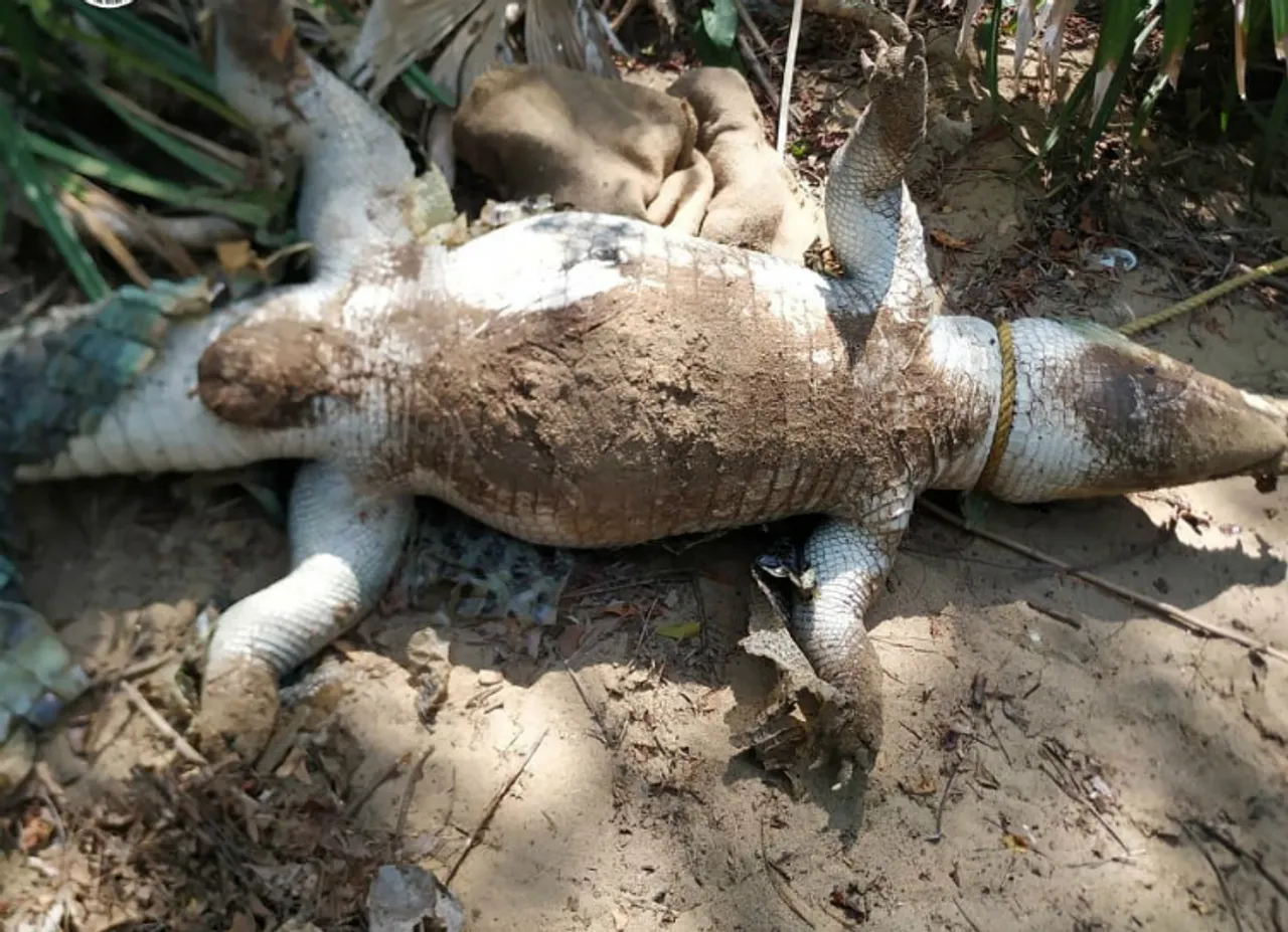 Sheraton hotel's loud music kills Crocodile