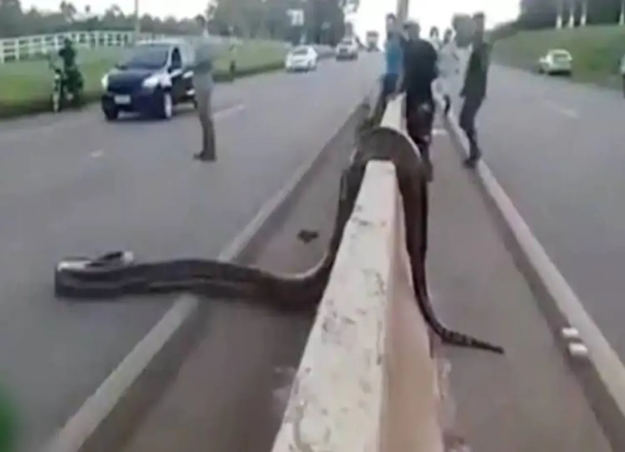 Traffic halts as giant anaconda crosses road in Brazil, viral video