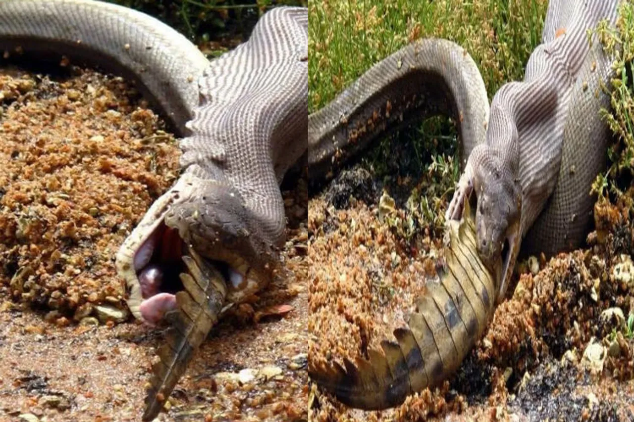 shocking python photos