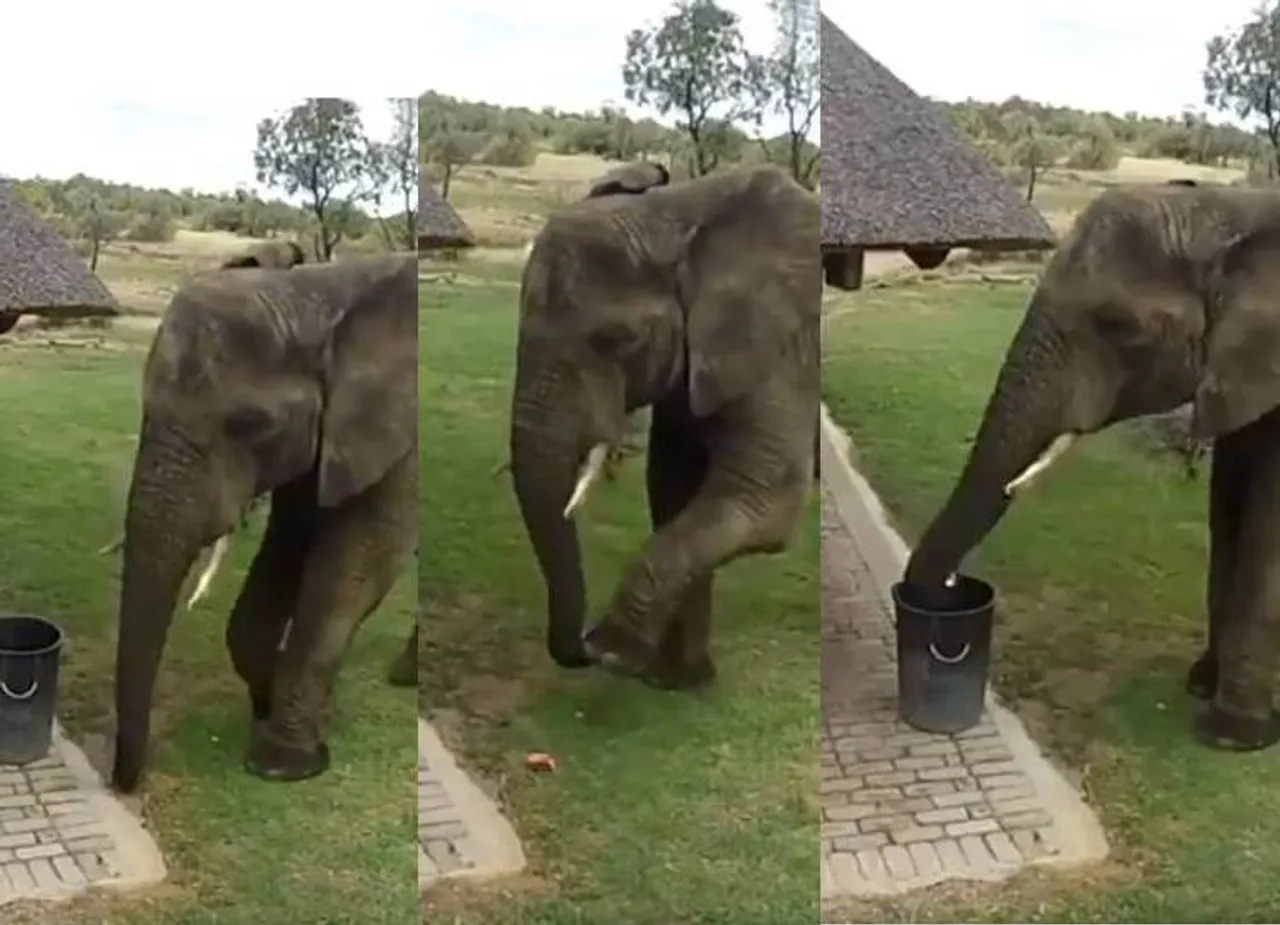 Elephant Viral Video : Elephant trashes the litter into trash bin