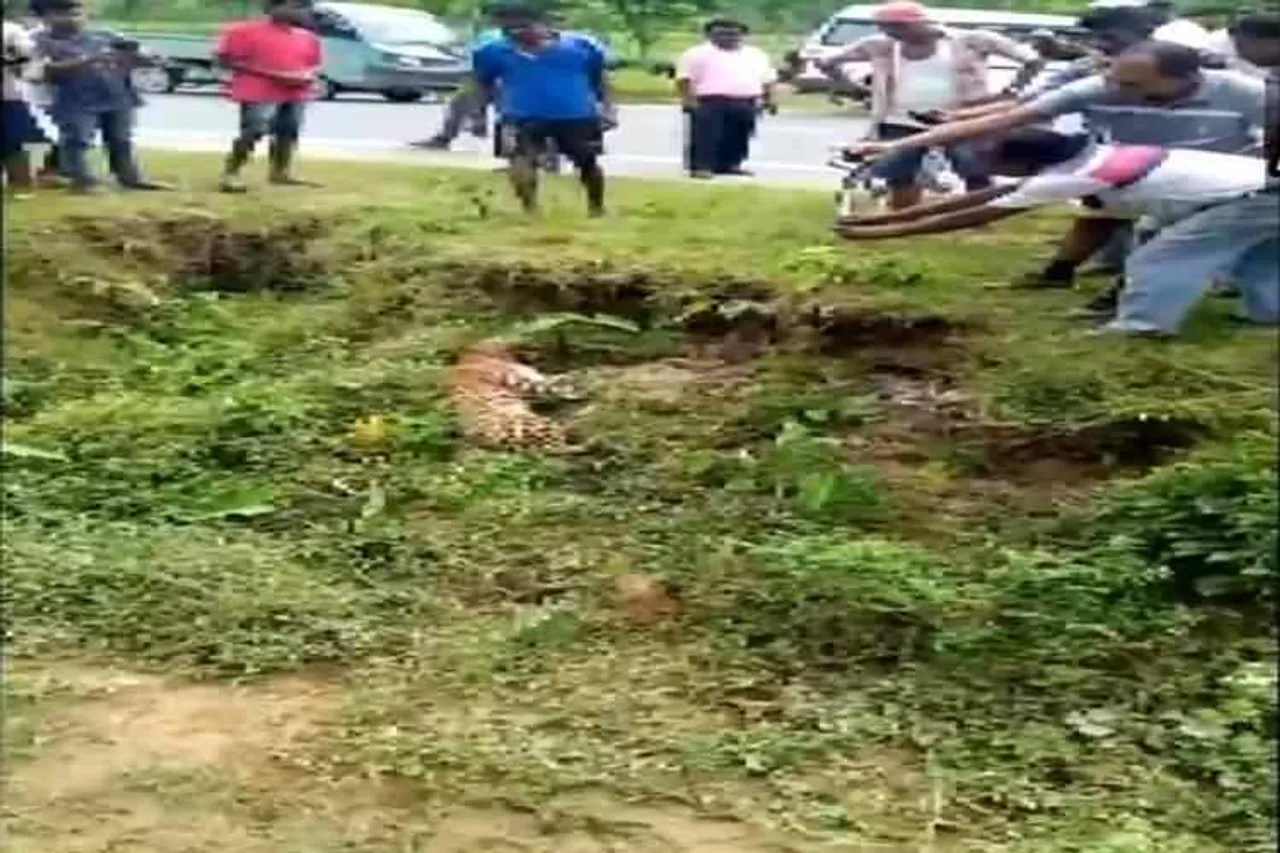 west bengal leopard attack, புகைப்படம் எடுத்தவரை தாக்கிய சிறுத்தை, மேற்குவங்கத்தில் சிறுத்தை தாக்குதல், Alipurduar leopard attack viral video, Alipurduar man attacked by leopard, west bengal news, kolkata city news