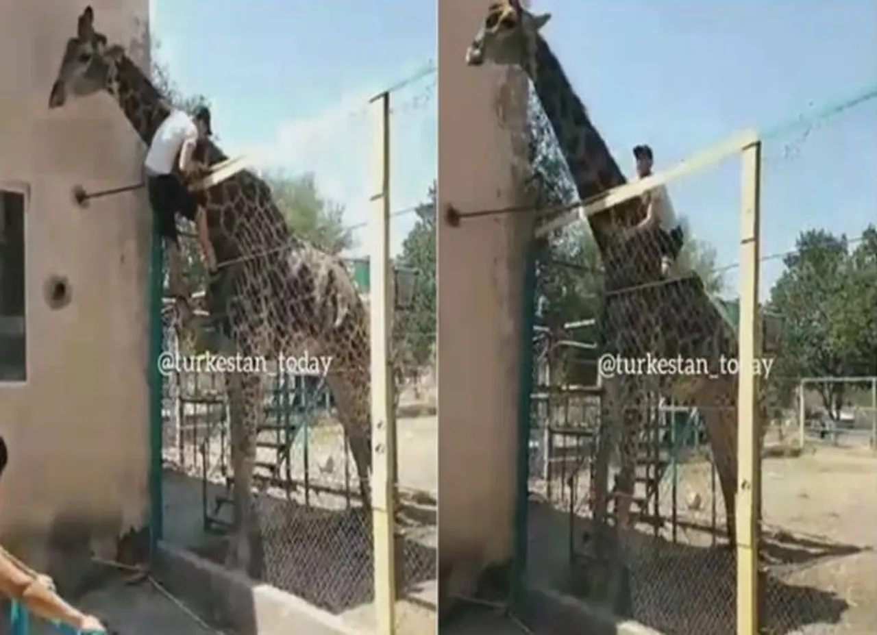 drunk man climbs up fence to sit on giraffe at kazakhstan zoo - ஜூவுக்கு போனா கை, காலை வச்சிக்கிட்டு சும்மா இருக்கணும்... இல்லாட்டி இதான் நிலைமை