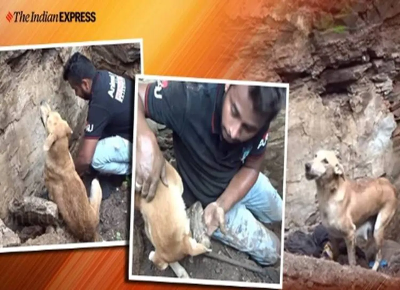 viral video dog digging her puppies out of debris leaves netizens emotional - கண்கள் ஓரம் நீர் கசிய வைக்கும் வீடியோ: குட்டிகளை காப்பாற்ற கடைசி வரை போராடிய நாய்