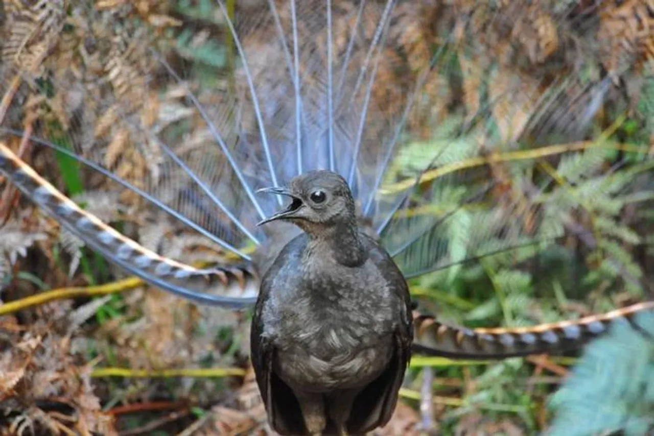 Viral Video Lyrebird mimicking noises goes viral