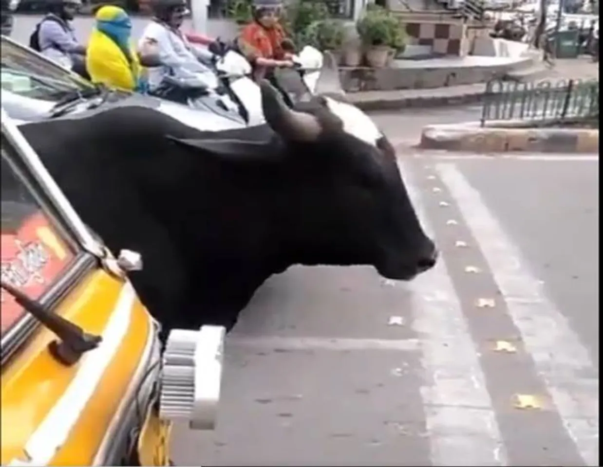 Viral Video Cow patiently waiting for traffic light to turn green