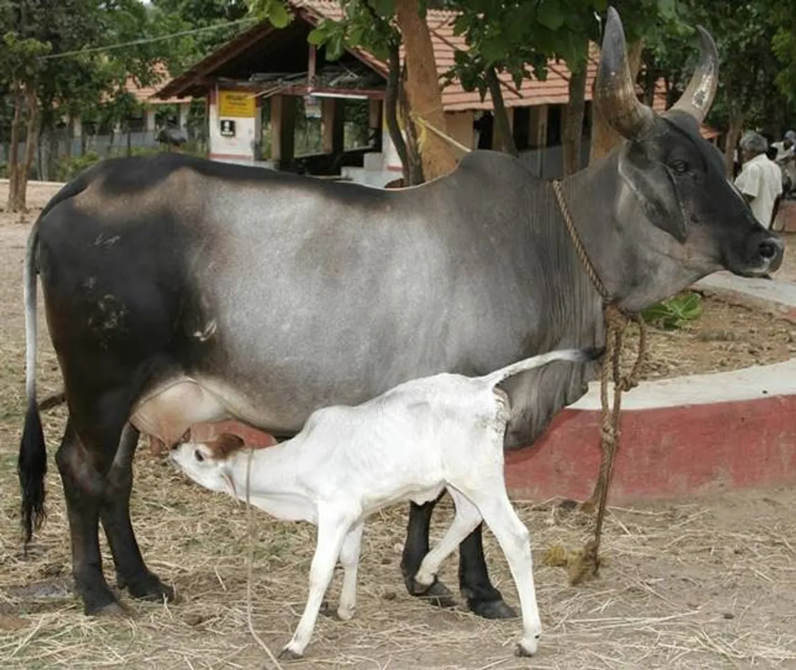 20th livestock census reports