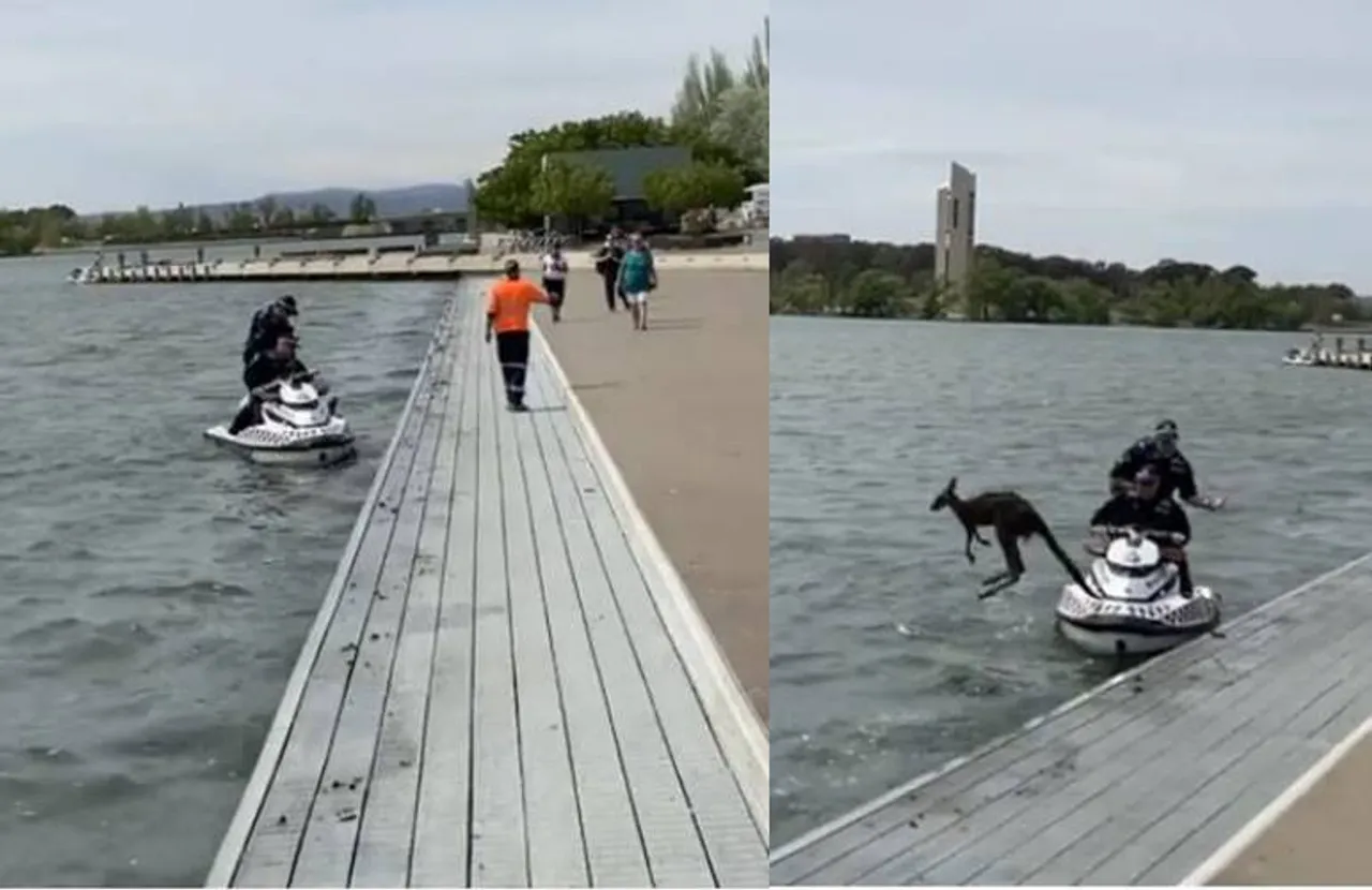 Viral video Kangaroo leaps back into lake