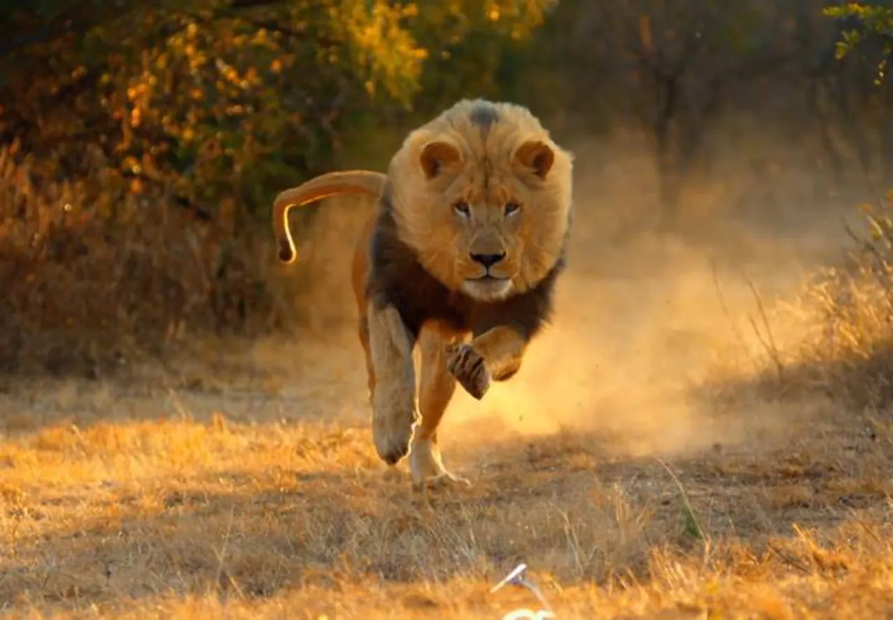 Social Media viral videos trending lion chasing tourists