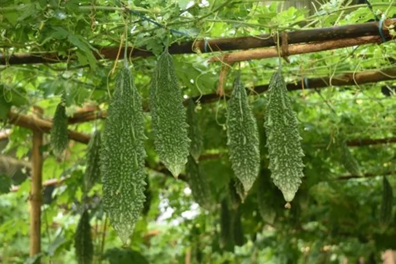 Bitter gourd uses - இரத்த சர்க்கரையை சீராக்கும் பாகற்காய், பாவக்காய் பயன்கள்